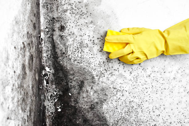 Best Residential Mold Remediation in Hertford, NC