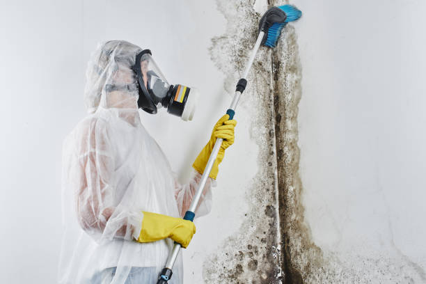 Best Residential Mold Remediation in Hertford, NC