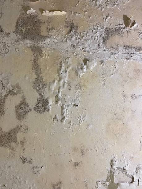 Best Post-Flood Mold Remediation in Hertford, NC