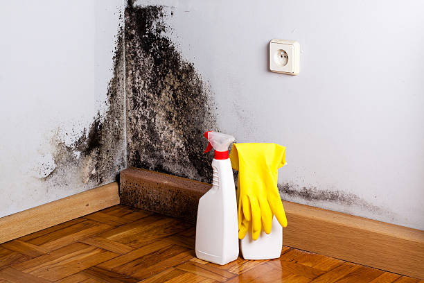 Best Black Mold Remediation in Hertford, NC